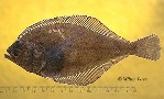 Image of Citharichthys xanthostigma (Longfin sanddab)
