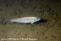 Image of Clupea harengus (Atlantic herring)