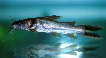 Image of Clarotes laticeps (Widehead catfish)