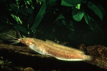 Image of Clarias liocephalus (Smoothhead catfish)