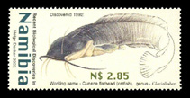 Image of Clariallabes platyprosopos (Broadhead catfish)