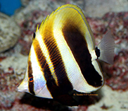 Image of Coradion altivelis (Highfin coralfish)