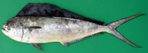 Image of Coryphaena equiselis (Pompano dolphinfish)