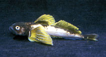 Image of Cottocomephorus grewingkii (Baikal yellowfin)