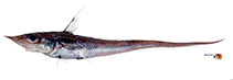 Image of Coelorinchus hubbsi 