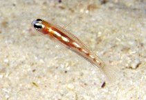 Image of Coryphopterus hyalinus (Glass goby)