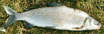 Image of Coregonus lavaretus (European whitefish)