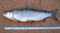 Image of Coregonus sardinella (Sardine cisco)