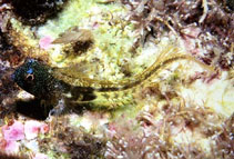 Image of Coralliozetus springeri 