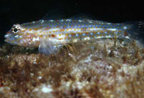 Image of Coryphopterus urospilus (Redlight goby)