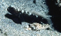 Image of Cryptocentrus fasciatus (Y-bar shrimp goby)