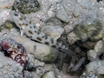 Image of Ctenogobiops feroculus (Sandy prawn-goby)