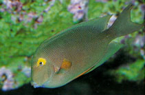 Image of Ctenochaetus strigosus (Spotted surgeonfish)