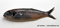 Image of Cubiceps pauciradiatus (Bigeye cigarfish)
