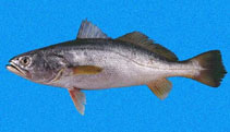 Image of Cynoscion albus (Whitefin weakfish)