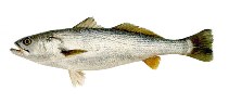 Image of Cynoscion guatucupa (Stripped weakfish)