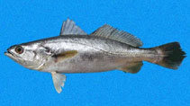 Image of Cynoscion squamipinnis (Weakfish)