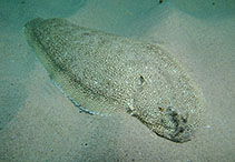 Image of Dagetichthys lusitanicus (Portuguese sole)