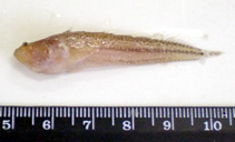 Image of Dactyloscopus tridigitatus (Sand stargazer)