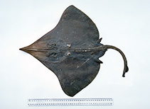 Image of Dipturus acrobelus (Deepwater skate)