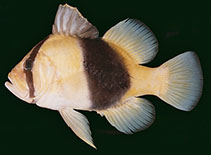 Image of Diploprion bifasciatum (Barred soapfish)