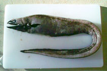 Image of Diastobranchus capensis (Basketwork eel)