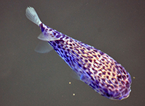 Image of Diodon eydouxii (Pelagic porcupinefish)