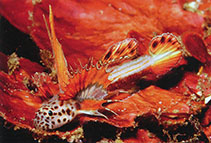 Image of Discordipinna griessingeri (Spikefin goby)