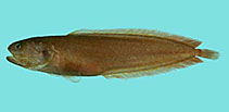 Image of Dinematichthys iluocoeteoides (Yellow pigmy brotula)