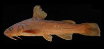 Image of Diplomystes nahuelbutaensis 