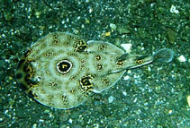Image of Diplobatis ommata (Ocellated electric ray)