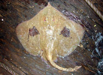 Image of Dipturus pullopunctatus (Slime skate)