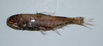 Image of Diaphus splendidus (Horned lanternfish)