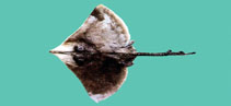 Image of Dipturus tengu (Acutenose skate)