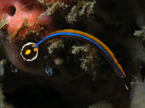 Image of Doryrhamphus japonicus (Honshu pipefish)
