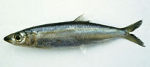 Image of Dussumieria elopsoides (Slender rainbow sardine)