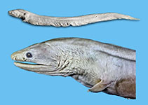 Image of Dysomma alticorpus (Pale cutthroat eel)