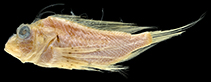 Image of Ebosia saya (Saya lionfish)