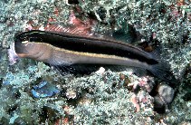 Image of Ecsenius lineatus (Linear blenny)