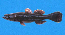 Image of Eleotris picta (Spotted sleeper)