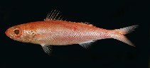 Image of Emmelichthys struhsakeri (Golden redbait)