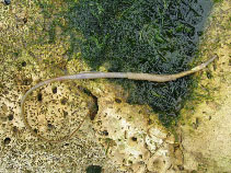 Image of Entelurus aequoreus (Snake pipefish)