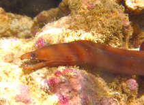 Image of Enchelycore carychroa (Chestnut moray)