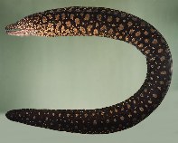 Image of Enchelycore lichenosa (Reticulate hookjaw moray)
