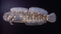 Image of Entomacrodus vermiculatus (Vermiculated blenny)
