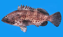 Image of Epinephelus analogus (Spotted grouper)