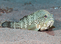 Image of Epinephelus bleekeri (Duskytail grouper)
