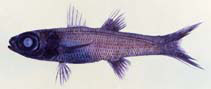 Image of Epigonus cavaticus (Palauan deepwater cardinalfish)