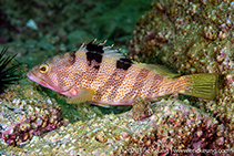 Image of Epinephelus fasciatomaculosus (Rock grouper)