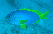 Image of Epinephelus flavocaeruleus (Blue-and-yellow grouper)